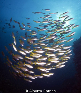 Scool of yellowtail fish. by Alberto Romeo 